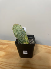 Load image into Gallery viewer, 122. Opuntia Sunburst