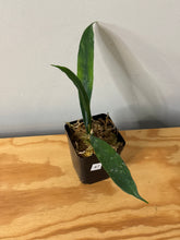 Load image into Gallery viewer, 47. Hoya Grifithii Splash