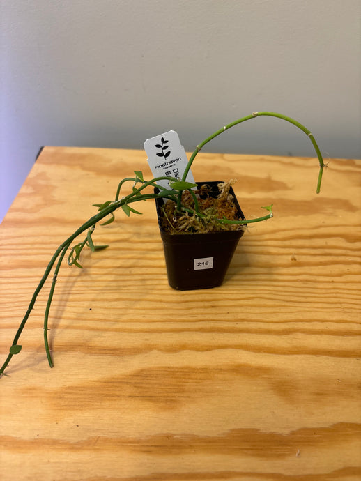 216. Dischidia Bengalensis