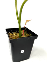 Load image into Gallery viewer, Philodendron Gloriosum Variegated B
