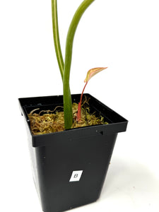 Philodendron Gloriosum Variegated B