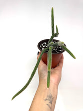 Load image into Gallery viewer, Aporocactus Flagelliformis “Rat Tail Cactus”