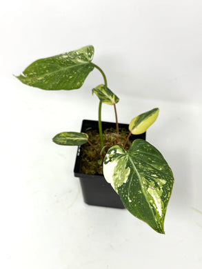 Philodendron Gloriosum Variegated D