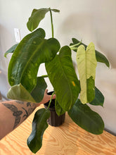 Load image into Gallery viewer, 74. Philodendron Jose Buono