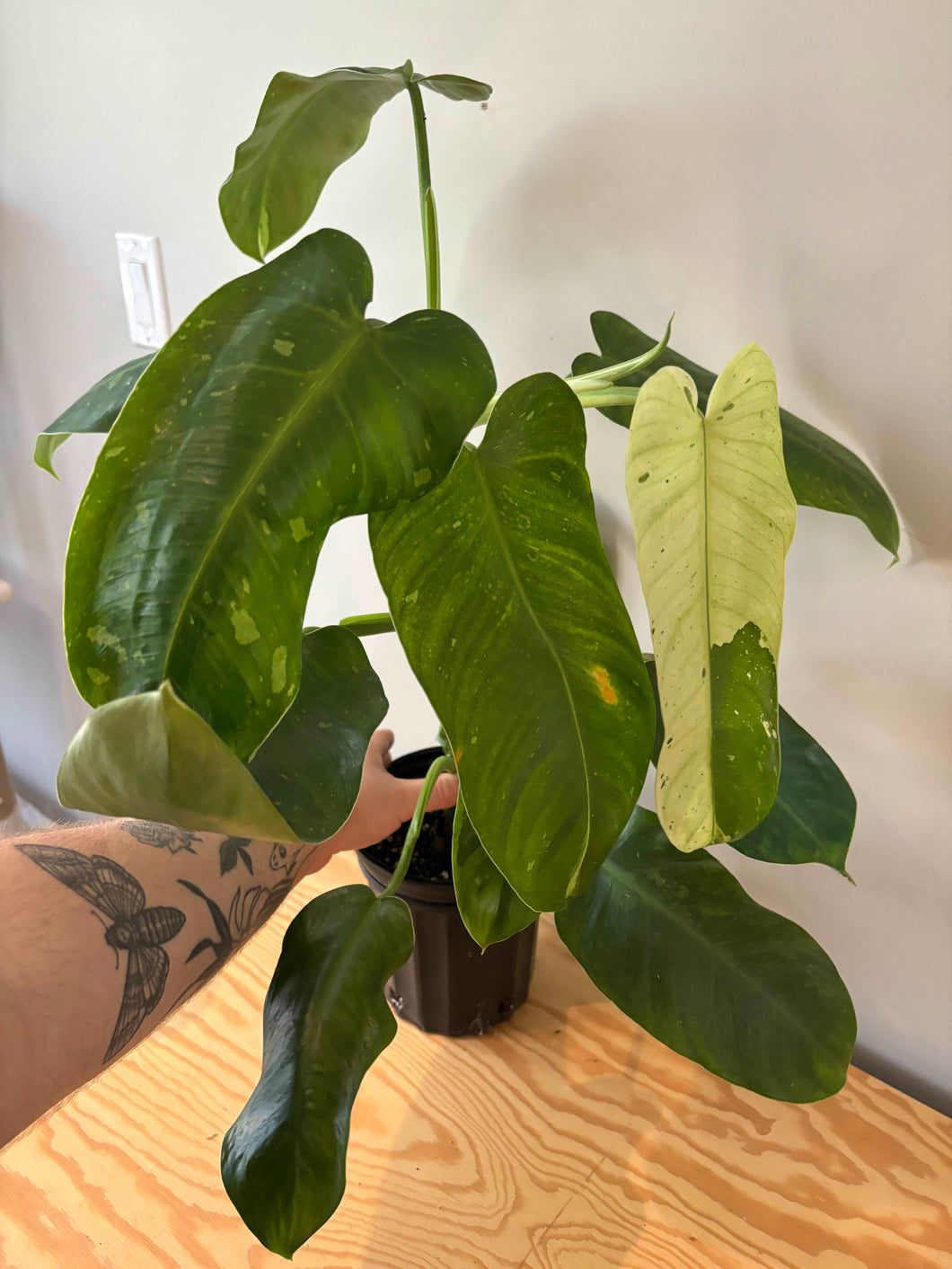 74. Philodendron Jose Buono