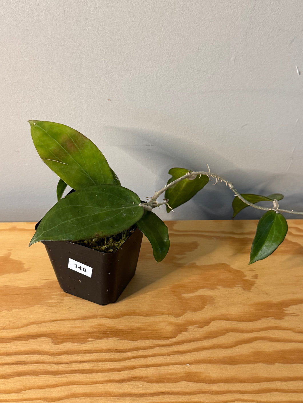 149. Hoya Pottsii