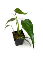 Load image into Gallery viewer, Philodendron Burle Marx Flame F