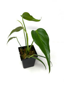 Philodendron Burle Marx Flame F