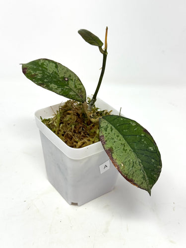 Hoya Gunung Gading Silver Ghost A