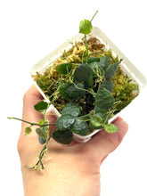 Load image into Gallery viewer, Dischidia Hirsuta