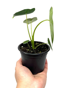 Alocasia Frydek