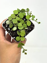 Load image into Gallery viewer, Dischidia Nummularia ‘String of Nickels’