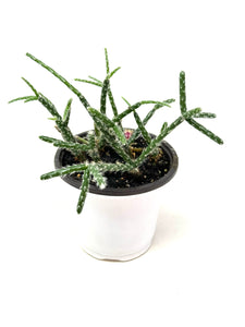 Rhipsalis Pilocarpa (ships within Canada only)