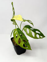 Load image into Gallery viewer, Monstera Adansonii Variegated G