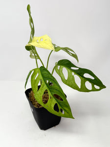Monstera Adansonii Variegated G