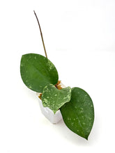 Load image into Gallery viewer, Hoya Glabra Silver D
