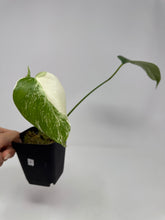 Load image into Gallery viewer, Monstera Deliciosa Albo Variegated F
