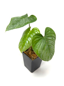 Philodendron Sodiroi Ornatum