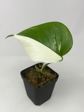 Load image into Gallery viewer, Monstera Deliciosa Albo Variegated J