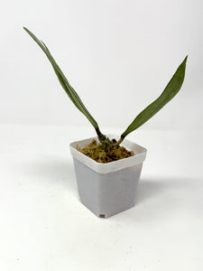 Hoya Germany Silver C