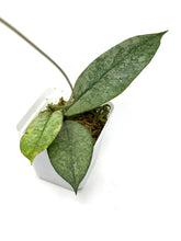 Load image into Gallery viewer, Hoya Mitrata Silver B