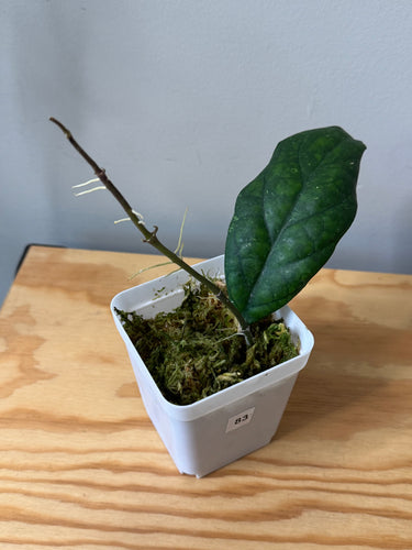 83. Hoya Blessing