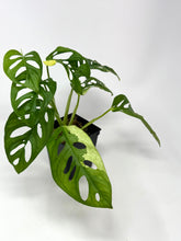 Load image into Gallery viewer, Monstera Adansonii Albo Variegated G