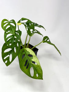 Monstera Adansonii Albo Variegated G
