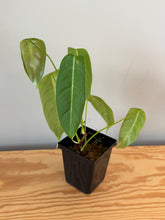 Load image into Gallery viewer, 260. Philodendron Sharoniae