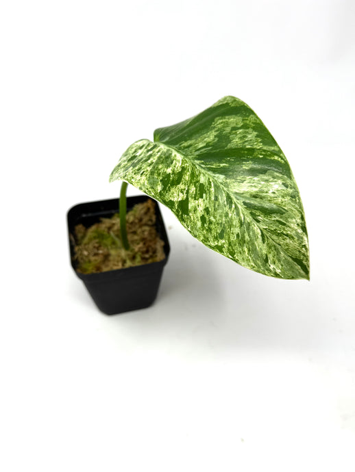 Philodendron Giganteum Variegated ‘Blizzard’ C