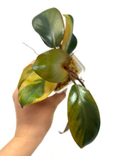 Load image into Gallery viewer, Philodendron Black Cardinal Variegated