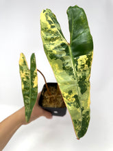 Load image into Gallery viewer, Philodendron Billietiae Variegated D