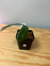 Load image into Gallery viewer, 50. Hoya Forbesii
