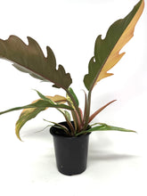Load image into Gallery viewer, Philodendron Caramel Marble