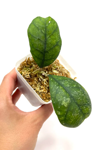 Hoya Deykeae