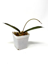Load image into Gallery viewer, Hoya Mitrata Silver H