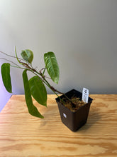 Load image into Gallery viewer, 26. Philodendron Sharoniae