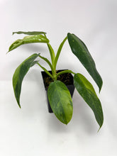 Load image into Gallery viewer, Philodendron Jose Buono