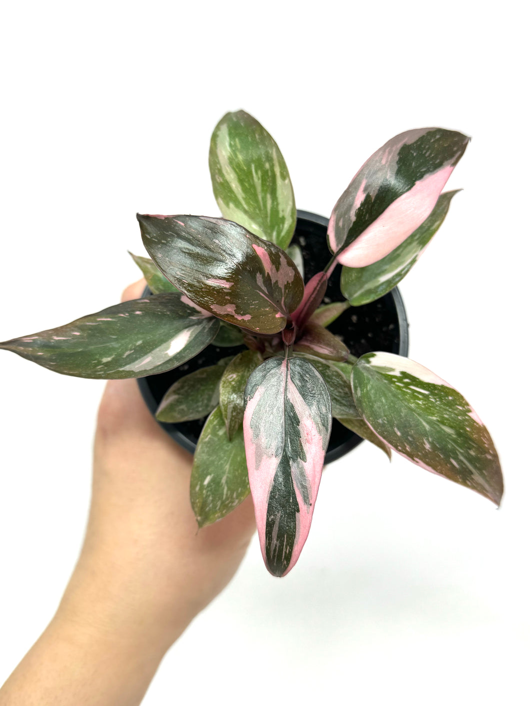 Philodendron Pink Princess