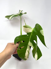 Load image into Gallery viewer, Monstera Deliciosa Albo Variegated A