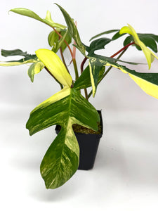 Philodendron Florida Beauty C