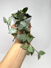 Load image into Gallery viewer, Hoya Lacunosa Super Silver