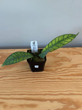 Load image into Gallery viewer, 246. Hoya Callistophylla
