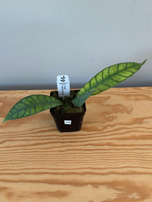 246. Hoya Callistophylla