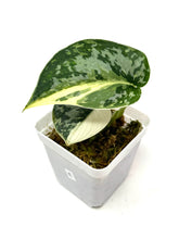 Load image into Gallery viewer, Scindapsus Mayari Variegated E