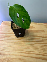 Load image into Gallery viewer, 47. Monstera Esqueleto (juvenile)