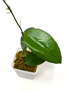 Hoya Benchaii