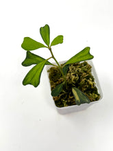 Load image into Gallery viewer, Hoya Manipurensis Variegated B
