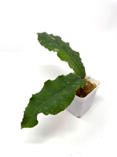 Load image into Gallery viewer, Hoya Undulata ‘Red Leaves’ Splash
