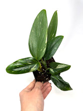 Load image into Gallery viewer, Monstera Standleyana Variegated